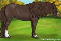 Horse Color:Liver Chestnut Sabino 