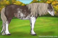 Horse Color:Liver Chestnut Sabino