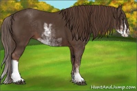 Horse Color:Liver Chestnut Sabino 