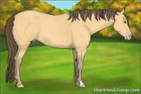 Horse Color:Amber Cream Champagne 