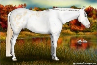 Horse Color:White Spotted Amber Cream Champagne Ice Dun Sabino Appaloosa 
