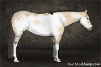 Horse Color:Buckskin Roan Dun Sabino Frame Rabicano 