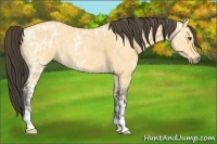 Horse Color:Buckskin Ice Dun Sabino Rabicano 