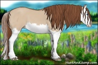 Horse Color:Red Dun Splash 