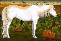 Horse Color:Palomino Sabino Splash Frame 