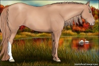 Horse Color:Gold Champagne 