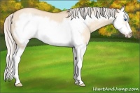 Horse Color:Silver Amber Champagne Dun Splash Frame 