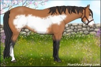 Horse Color:Bay Frame 