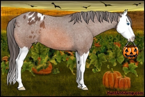 Horse Color:Bay Roan Splash Appaloosa 