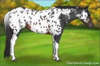 Horse Color:Brown Tobiano Near Leopard 