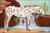 Horse Color:Chestnut Leopard 