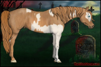 Horse Color:Cremello Splash Brindle