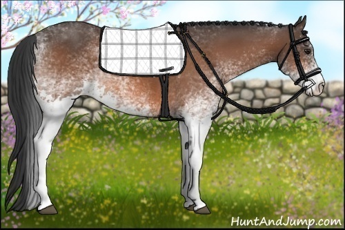 Horse Color: Unknown 