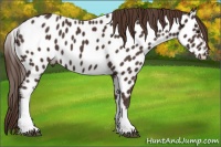 Horse Color:Liver Chestnut Near Leopard 