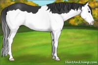 Horse Color:Black Splash 