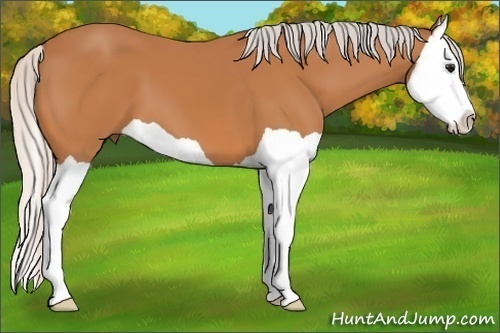 Horse Color: Silver Bay Splash 