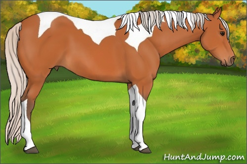 Horse Color: Silver Bay Tobiano 