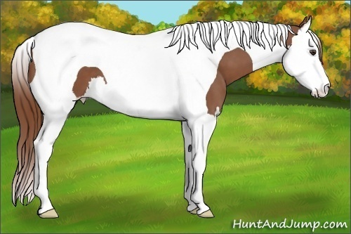 Horse Color:Chestnut Splash Tobiano