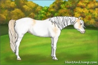 Horse Color:White Spotted Palomino 