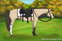 Horse Color:Buckskin Roan 