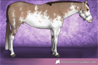 Horse Color:White Spotted Liver Red Dun Sabino Splash 