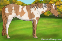 Horse Color:Cremello Splash  Brindle
