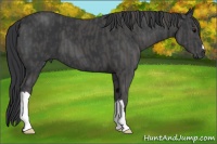 Horse Color:Black  Brindle