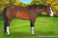 Horse Color:Bay Splash 
