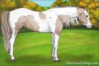 Horse Color:Liver Chestnut Pearl Splash Tobiano Appaloosa 
