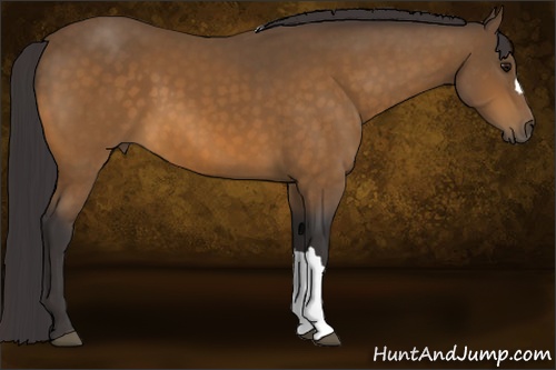 Horse Color: Buckskin 