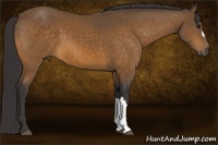 Horse Color:Buckskin 