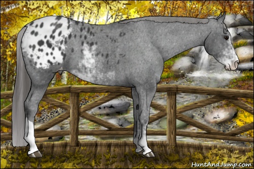 Horse Color: Black Sabino Blanket 
