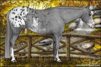 Horse Color:Black Sabino Appaloosa 