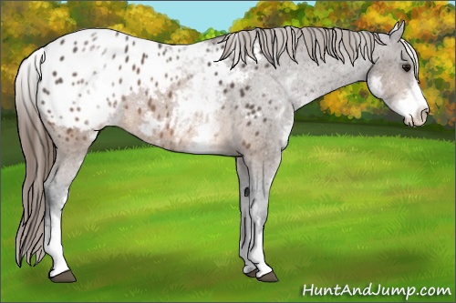 Horse Color: White Spotted Brown Blanket 