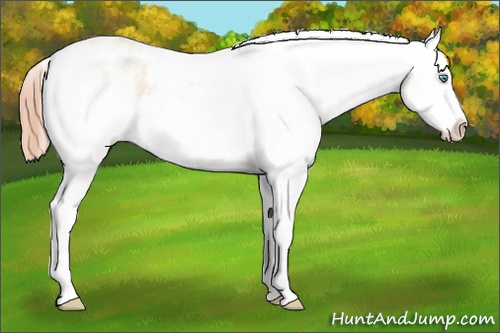 Horse Color: White Spotted Sable Cream Champagne Roan Pearl Varnish Rabicano 
