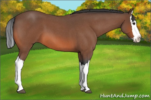 Horse Color: Bay Roan Splash 