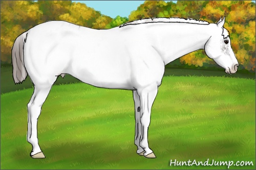 Horse Color: Grullo Sabino Near Leopard Rabicano 