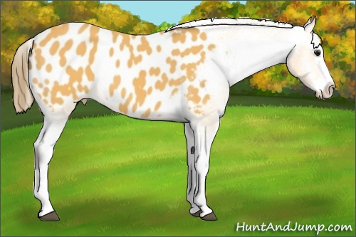 Horse Color: Buckskin Sabino Splash Blanket 