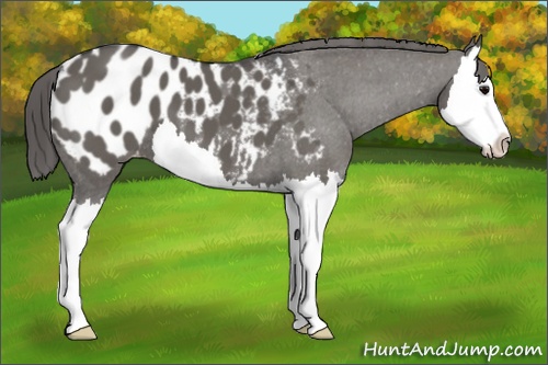 Horse Color: Grullo Splash Blanket 