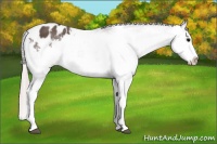Horse Color:Silver Black Splash Appaloosa 
