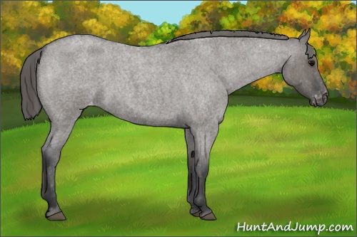 Horse Color: Grullo Roan Blanket Rabicano 