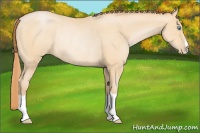 Horse Color:Buckskin Pearl Rabicano 