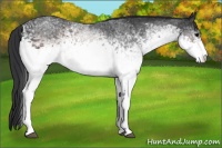 Horse Color:White Spotted Brown Rabicano 
