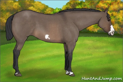 Horse Color: Brown Roan Dun Frame 