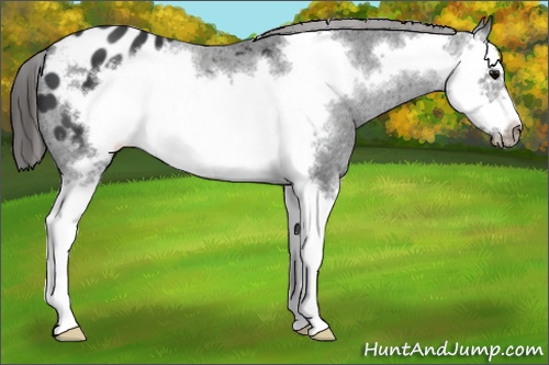 Horse Color: Black Splash Frame Blanket 