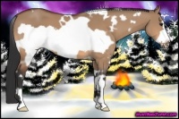 Horse Color:White Spotted Bay Dun Frame 