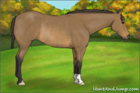 Horse Color:Buckskin Rabicano