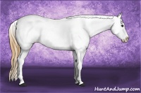 Horse Color:White Spotted Buckskin Appaloosa 
