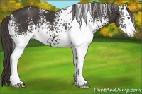 Horse Color:White Spotted Smoky Black Sabino 
