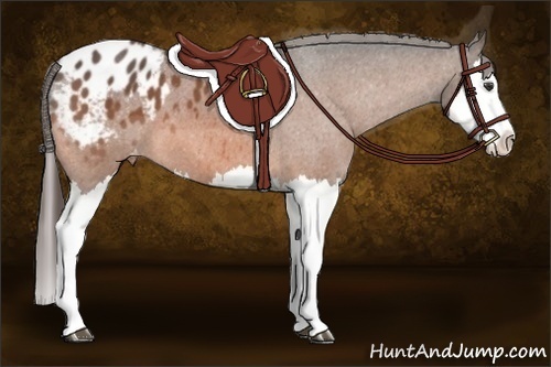 Horse Color:Bay Roan Splash Appaloosa 